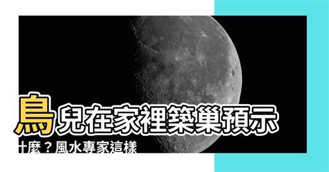 鳥在家裡築巢|【鳥在家裡築巢】鳥兒築巢在自家！是福是禍？專家曝。